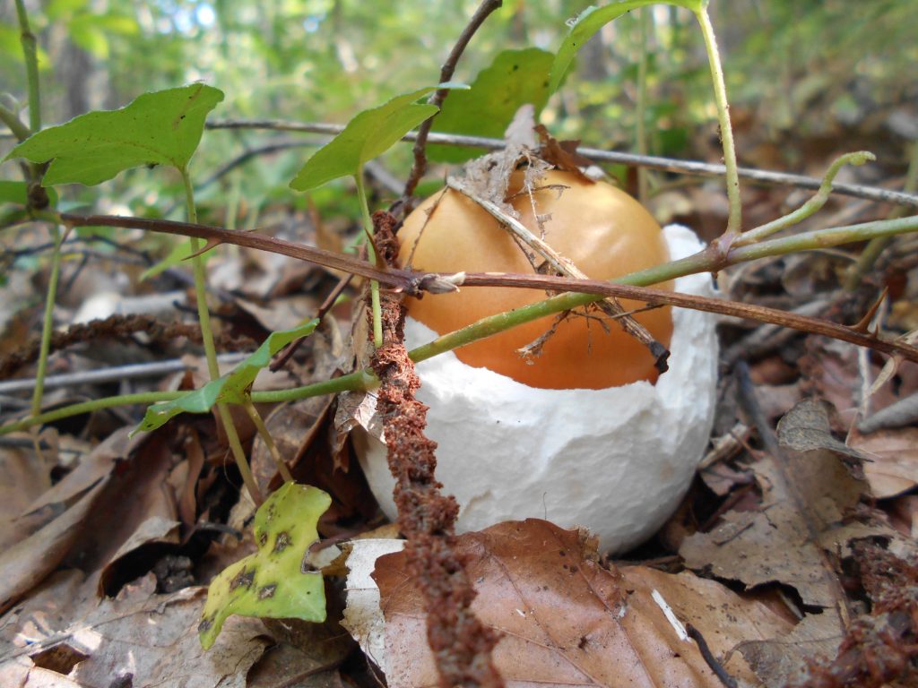 amanita caesarea - ou de reig