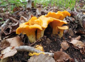 rossinyol - rebozuelo - cantharellus cibarius