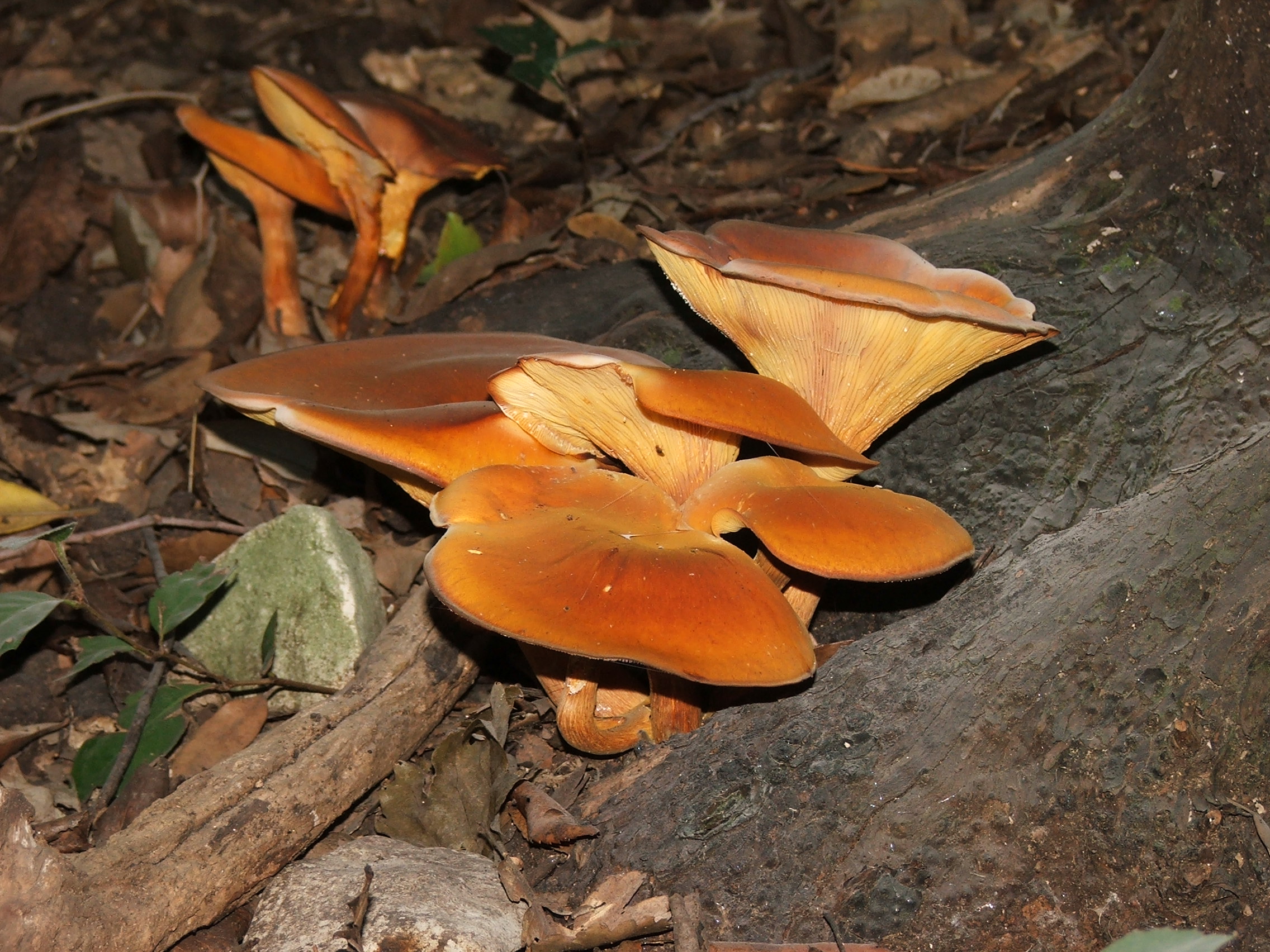 By Antonio Abbatiello - Photograph taken from Antonio ABBATIELLO, uploaded by Roberto Petruzzo, Domini públic, https://commons.wikimedia.org/w/index.php?curid=1283794
