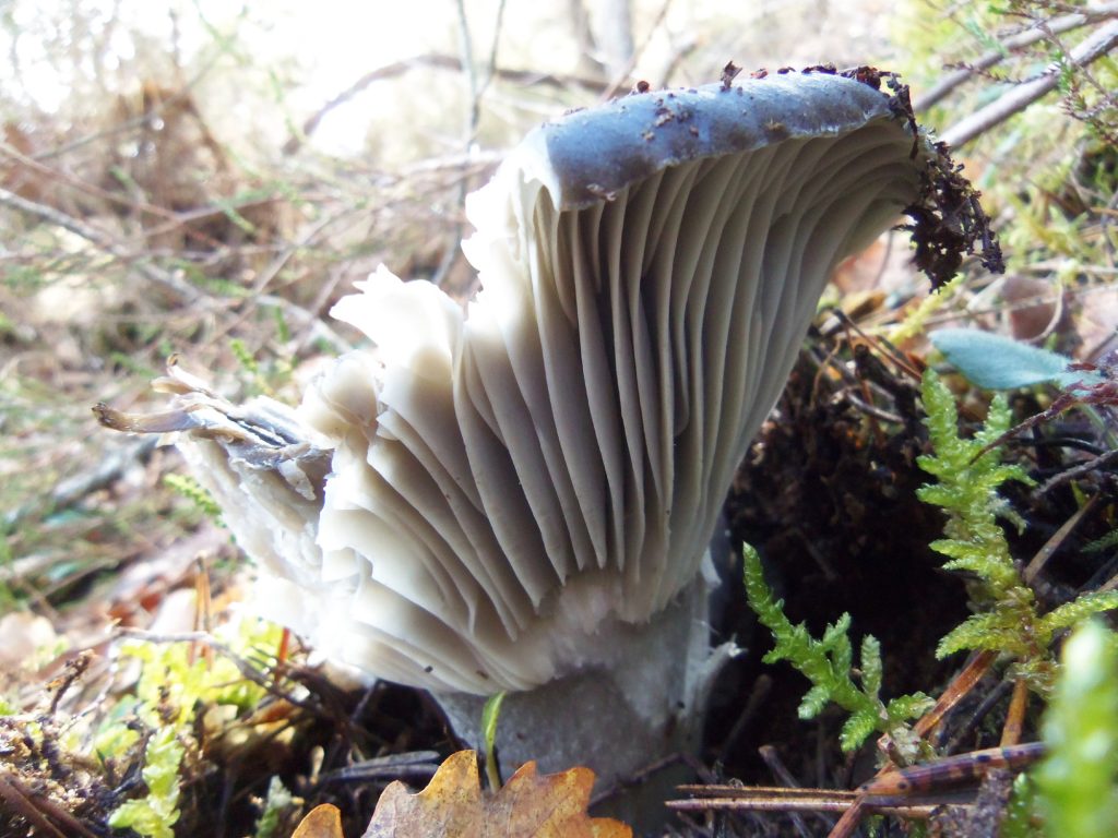 funghi primaverili 2019 - marzuolo