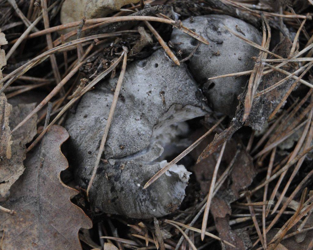 hygrophorus marzuolus - marzuolo- funghi primaverili 2019