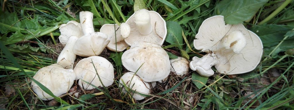 calocybe gambosa - funghi primaverili calocybe gambosa - funghi primaverili - fungo di san giorgio