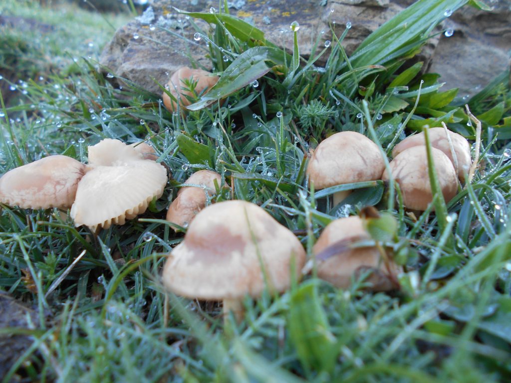 marasmius oreades - funghi primaverili - fungo gamba secca