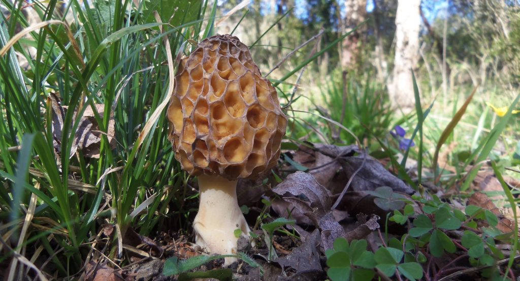 morel mushrooms