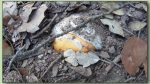 amanita caesarea - ou de reig - fotos de bolets - bolets comestibles