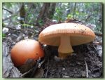 amanita caesarea - ou de reig - fotos de bolets - bolets comestibles