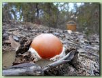 amanita caesarea - ou de reig - fotos de bolets - bolets comestibles
