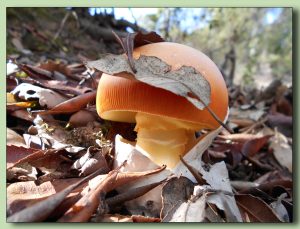 amanita caesarea - ou de reig