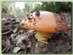 amanita caesarea - ou de reig - fotos de bolets - bolets comestibles
