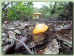 oronja - amanita caesarea - ou de reig - fotos de bolets - bolets comestibles