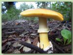 amanita caesarea - ou de reig - fotos de bolets - bolets comestibles