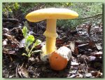 amanita caesarea - ou de reig - fotos de oronja - bolets - bolets comestibles