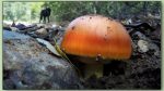 amanita caesarea - ou de reig - fotos de bolets - bolets comestibles