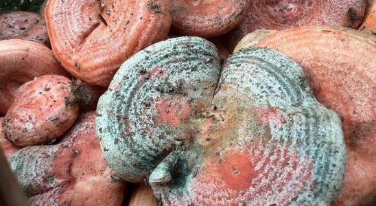 níscalos - rovellons - esnegorria