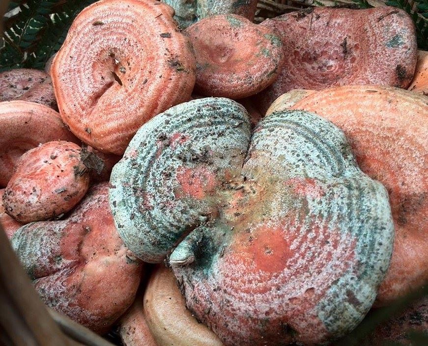 níscalos