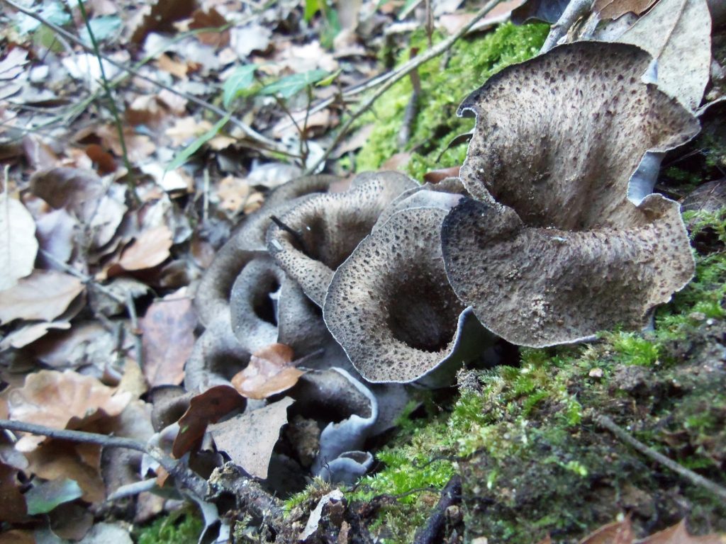 trompetas de la muerte