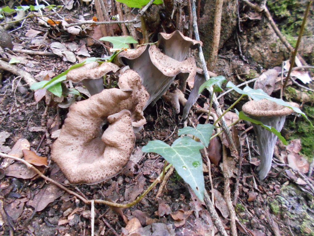 trompetas de la muerte