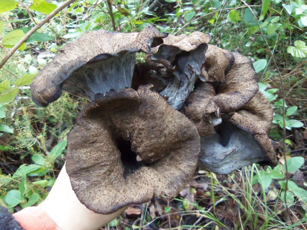 trompetas de la muerte