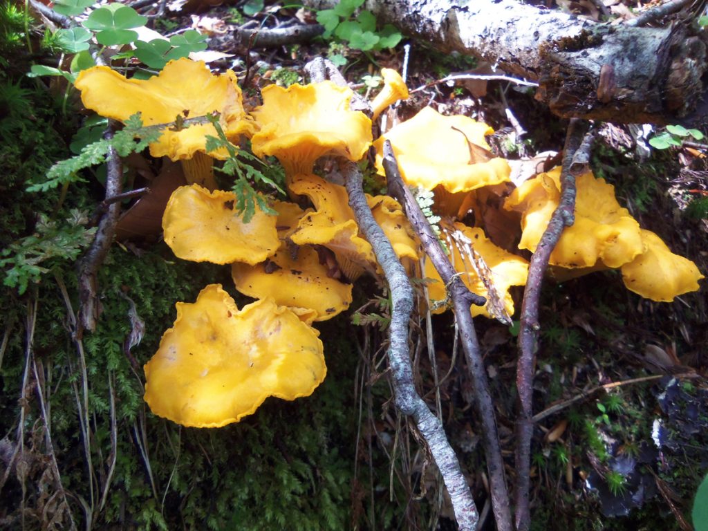 rossinyol - cantharellus cibarius - subpruinosus - pallens