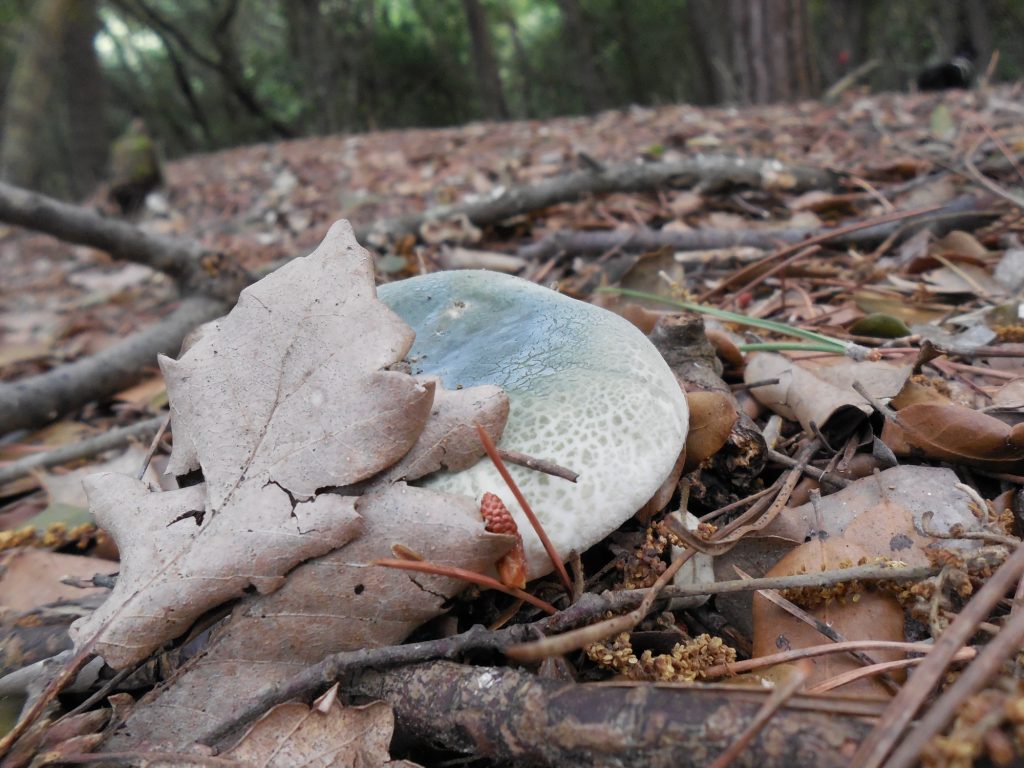 russula virescens - gorro verde - llora verda