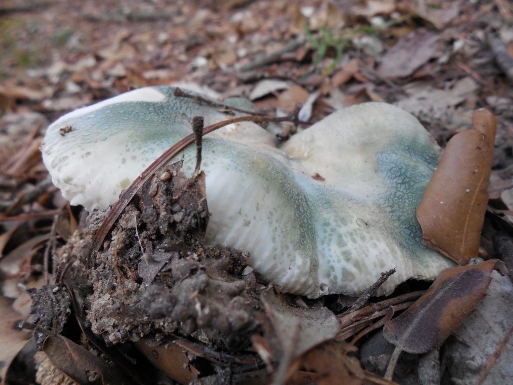 russula virescens - llora verda
