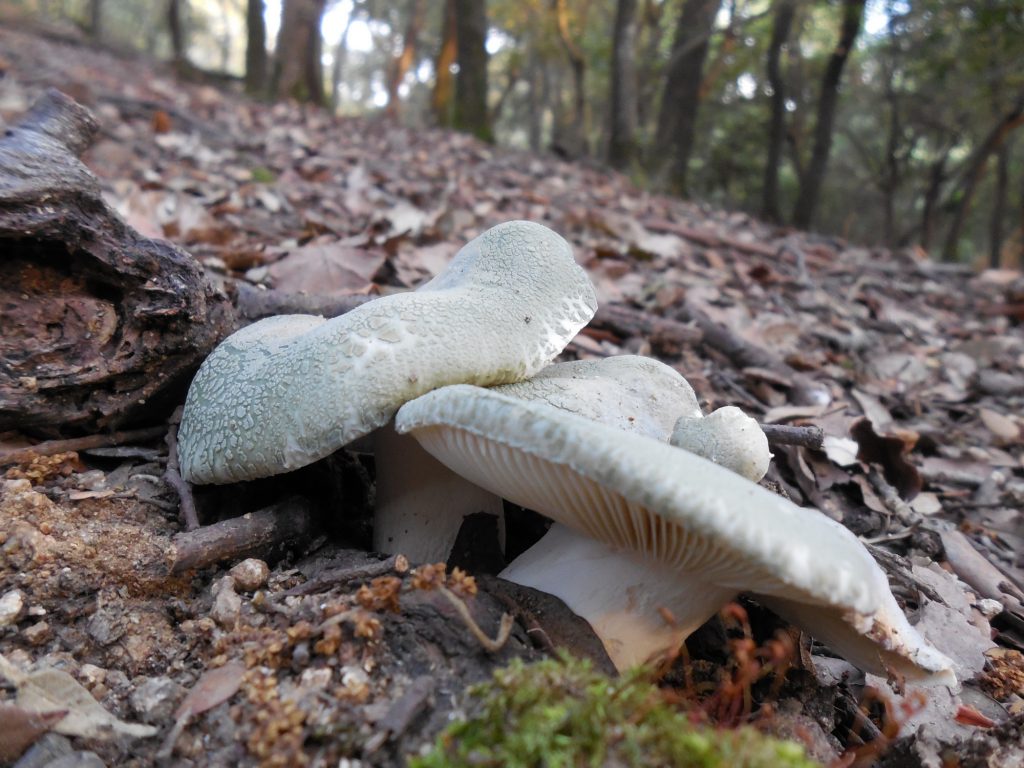 russula virescens - llora verda