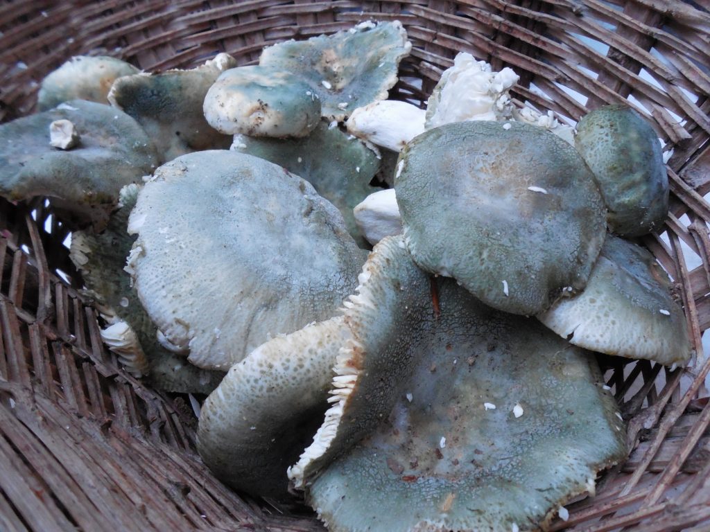 russula virescens - llora verda