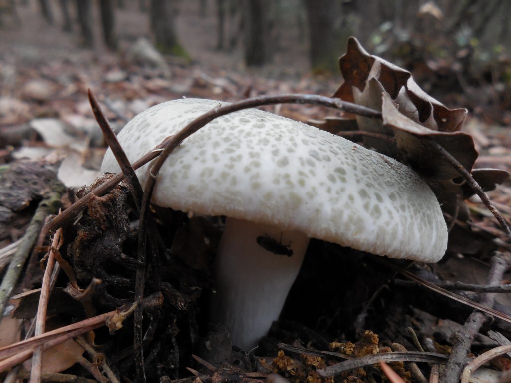 russula virescens - llora verda