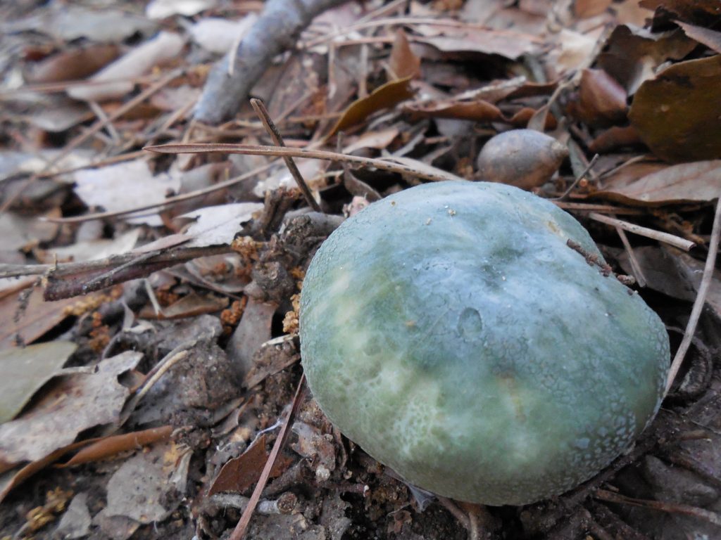 gibelurdin - russula virescens - llora verda