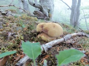 boletus pinícola