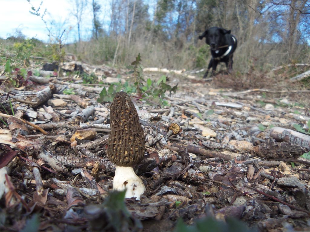 spugnole - funghi primaverili spugnole - funghi primaverili