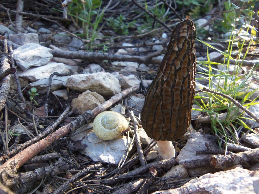 spugnole - funghi primaverili spugnole - funghi primaverili