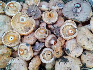 rovellons - níscalos - esnegorri - pinatell - pinetell