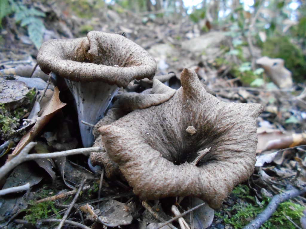Trompeta de la mort (Craterellus cornucopioides) al bosc humit de tardor, bolet fosc comestible.