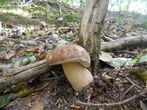 boletus reticulatus - cep d`estiu - boleto estival