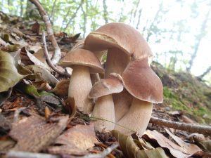 boletus reticulatus - cep d`estiu - boleto estival