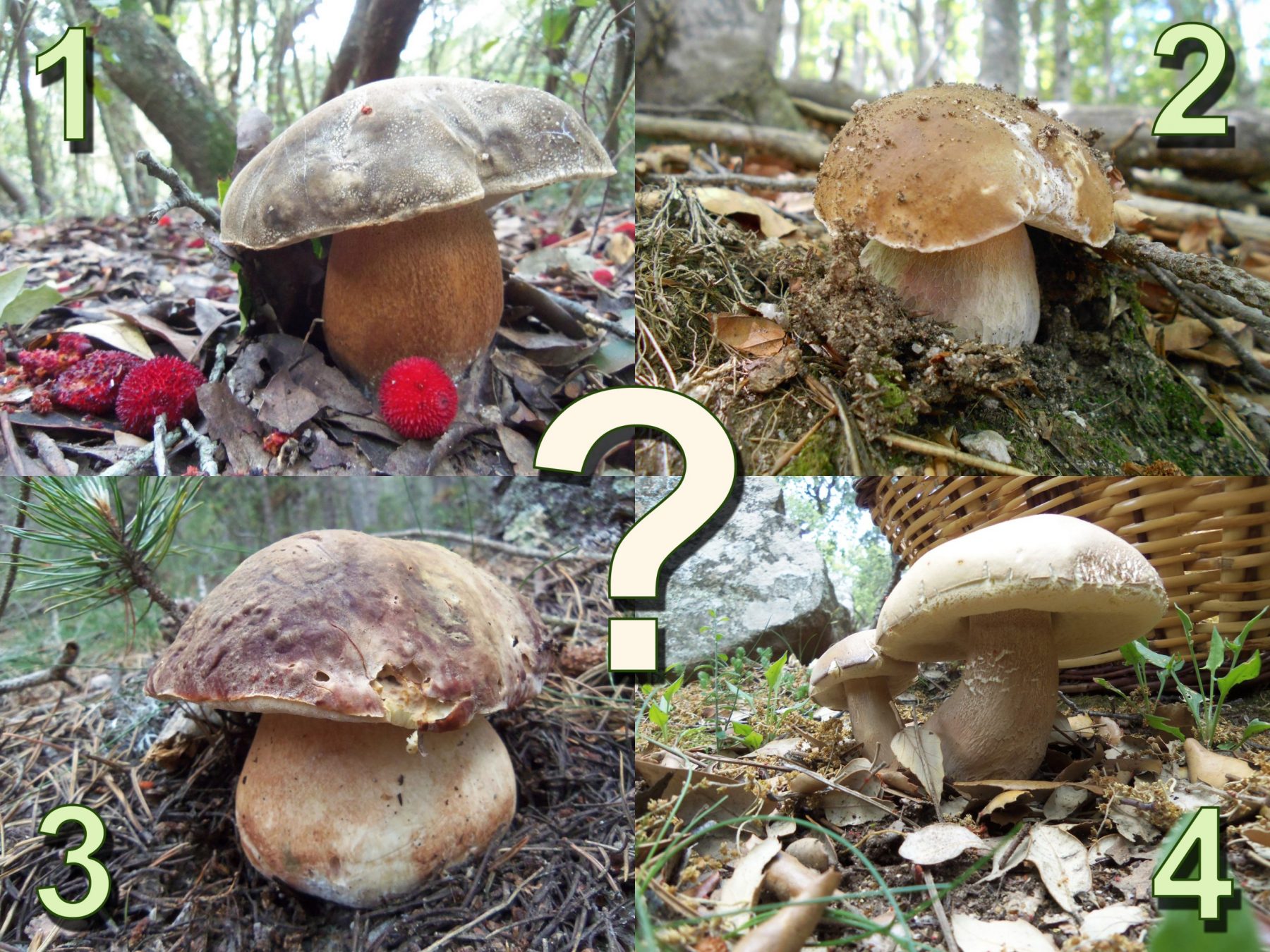 QUIN D'AQUESTS BOLETUS PREFEREIXES?