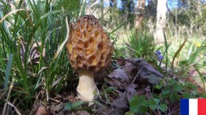 photos de champignons