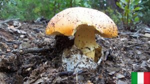 foto di funghi