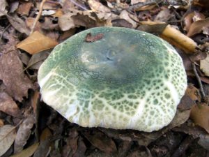 russula virescens - llora verda