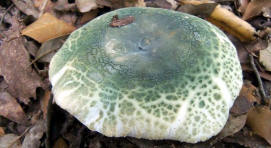 russula virescens - llora verda