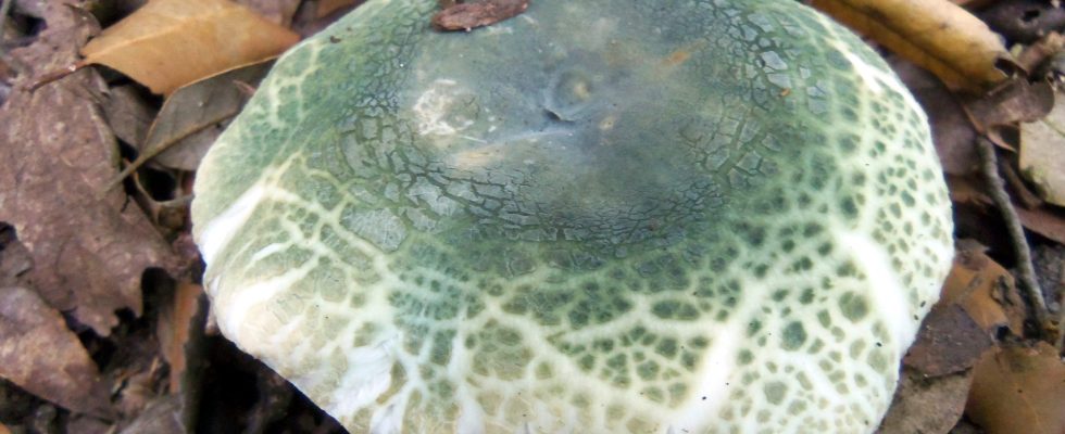 russula virescens - llora verda