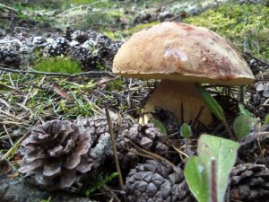boletus pinícola