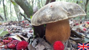 images of mushrooms