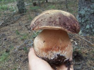 boletus pinícola