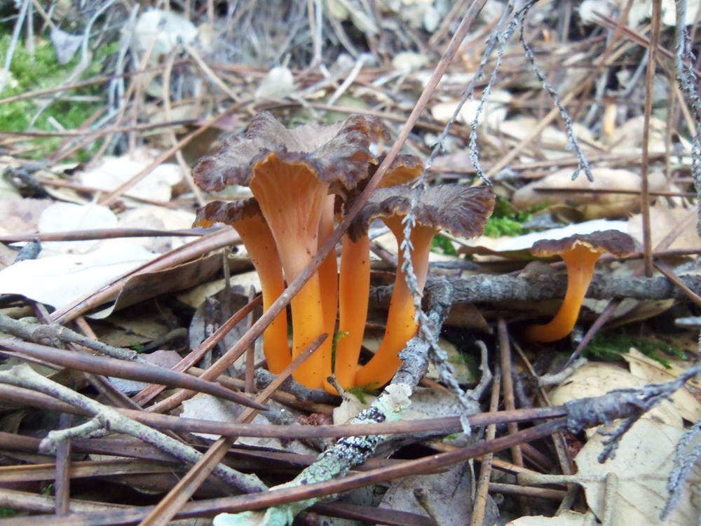 cantharellus lutescens - camagroc
