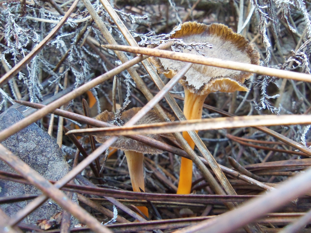 cantharellus lutescens - camagroc