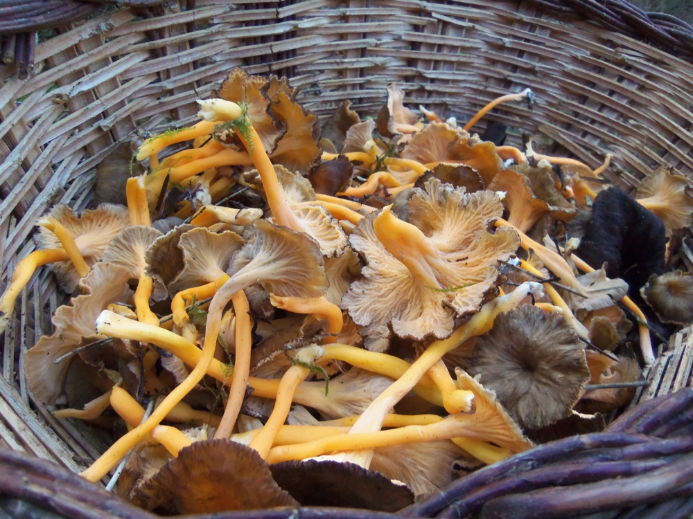 cantharellus lutescens - camagroc