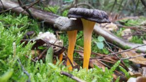 camagroc - cantharellus lutescens