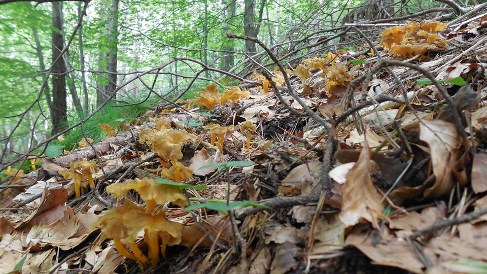 cantharellus lutescens - camagroc